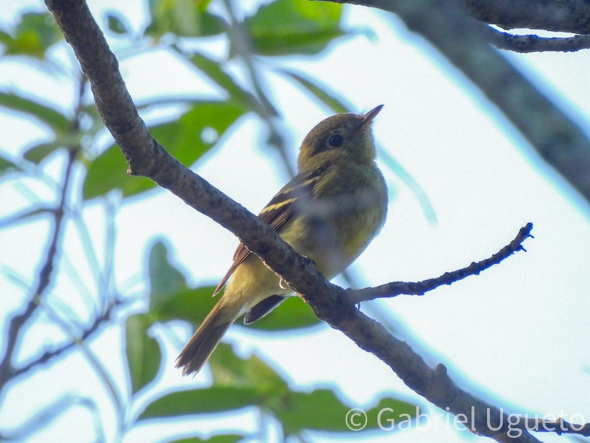 Yellow-bellied Flycatcher - ML641920056