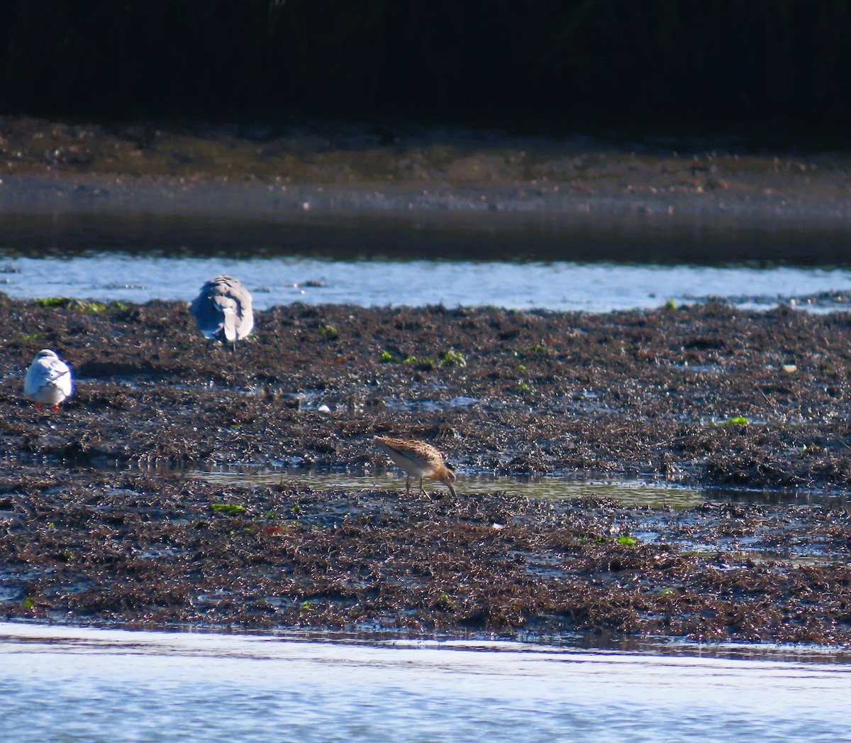 Short-billed Dowitcher - ML641920065