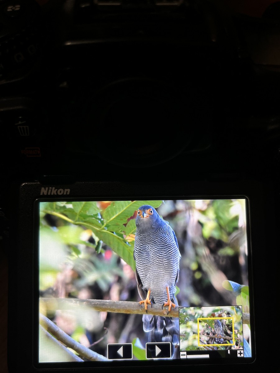 Barred Forest-Falcon - ML641920066