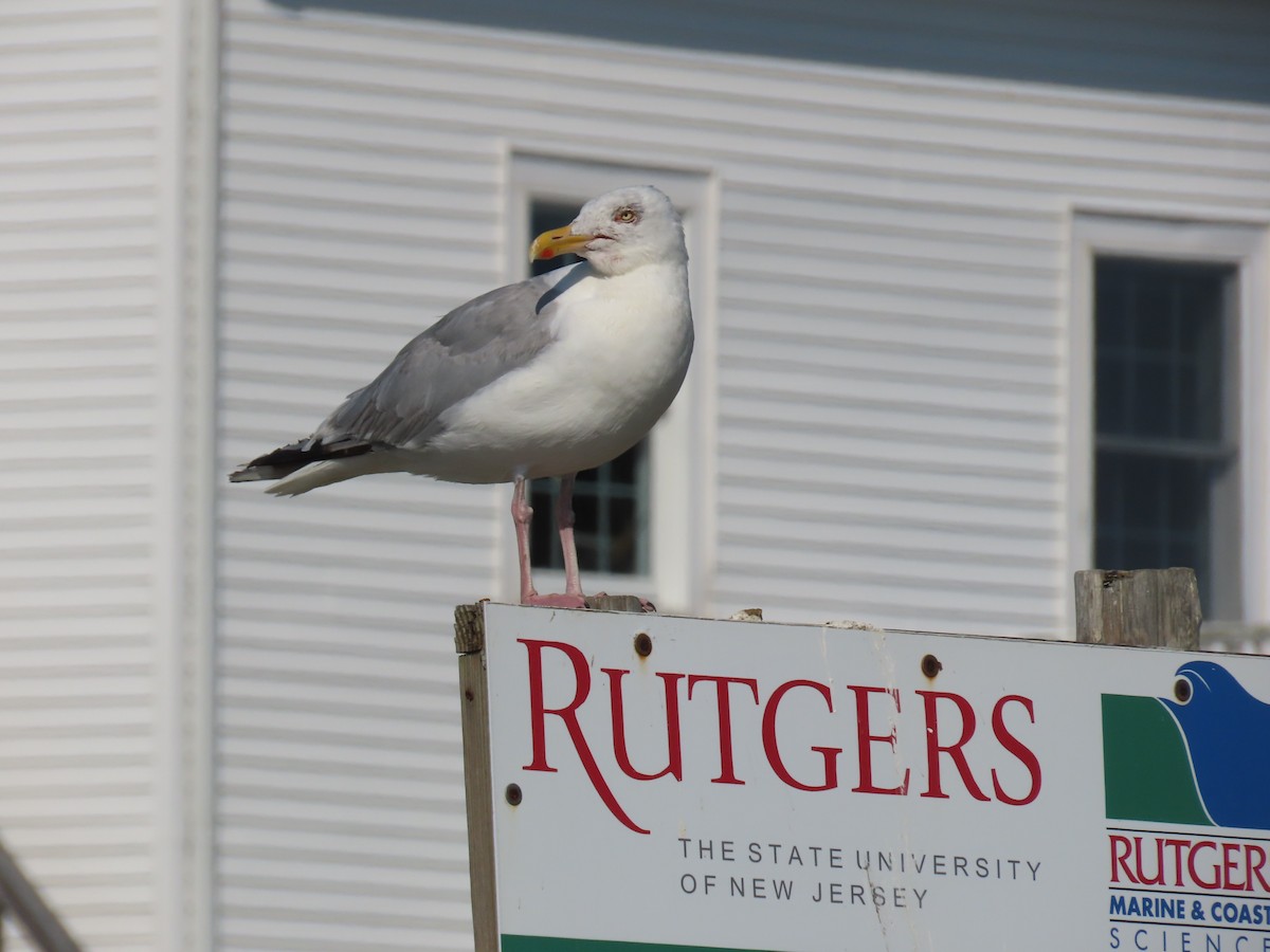 American Herring Gull - ML641920071