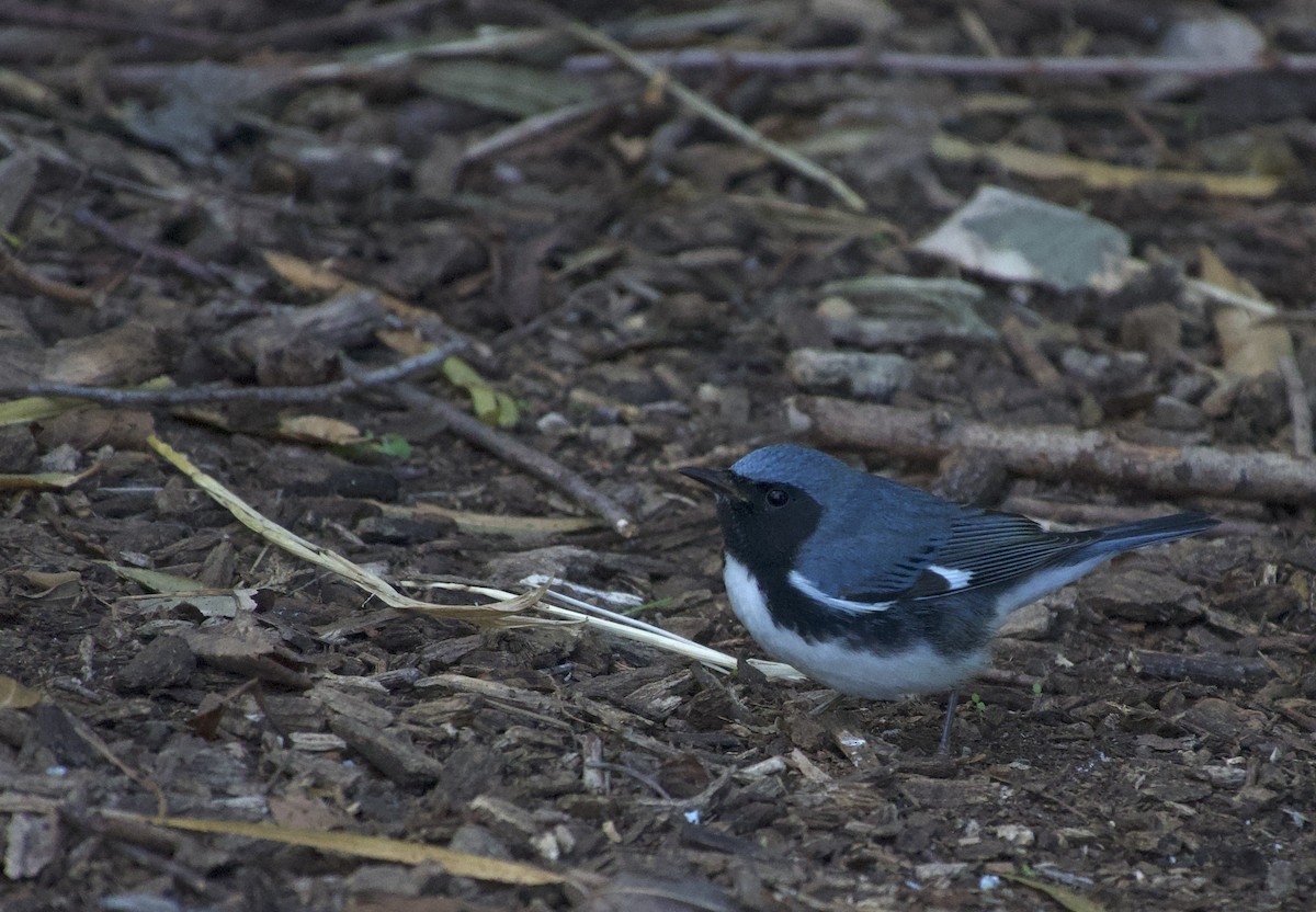 Black-throated Blue Warbler - ML641920080