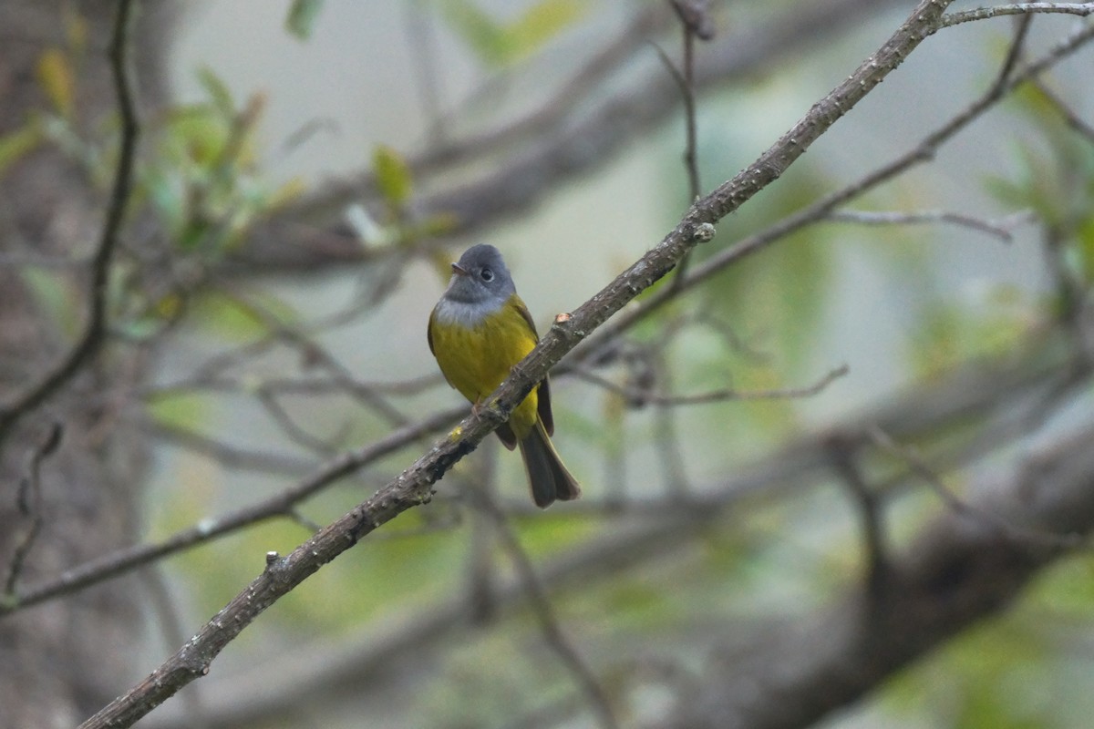 Gray-headed Canary-Flycatcher - ML641920081