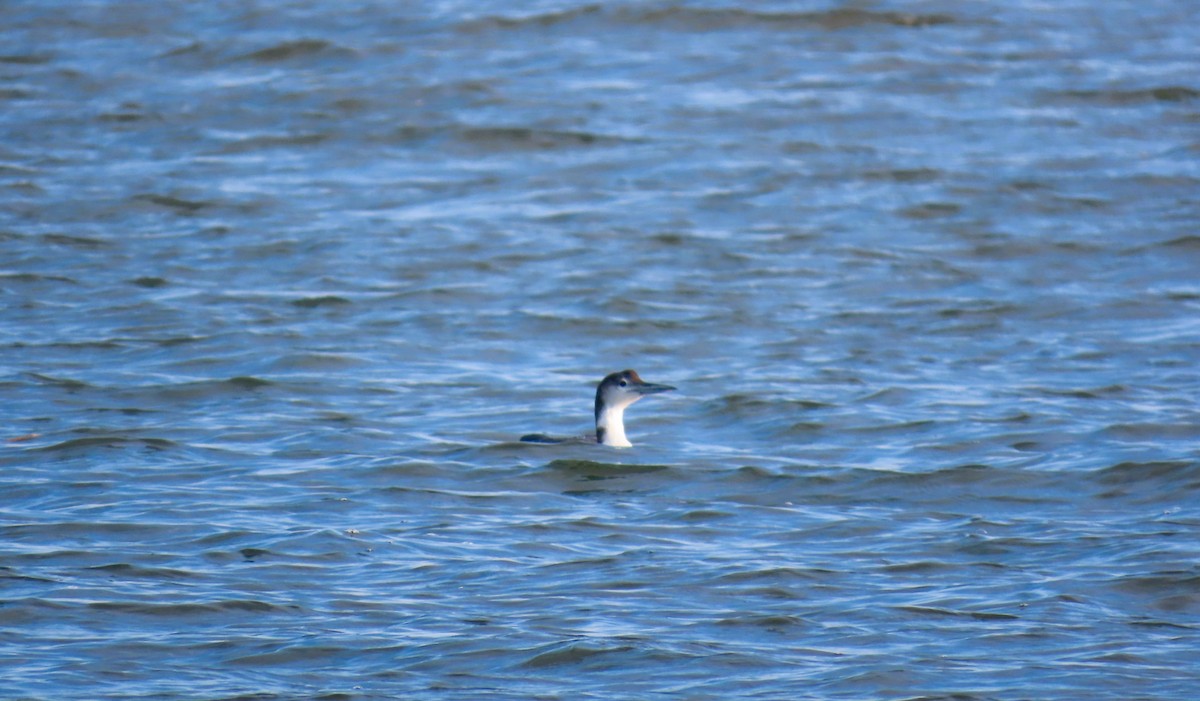 Common Loon - ML641920092