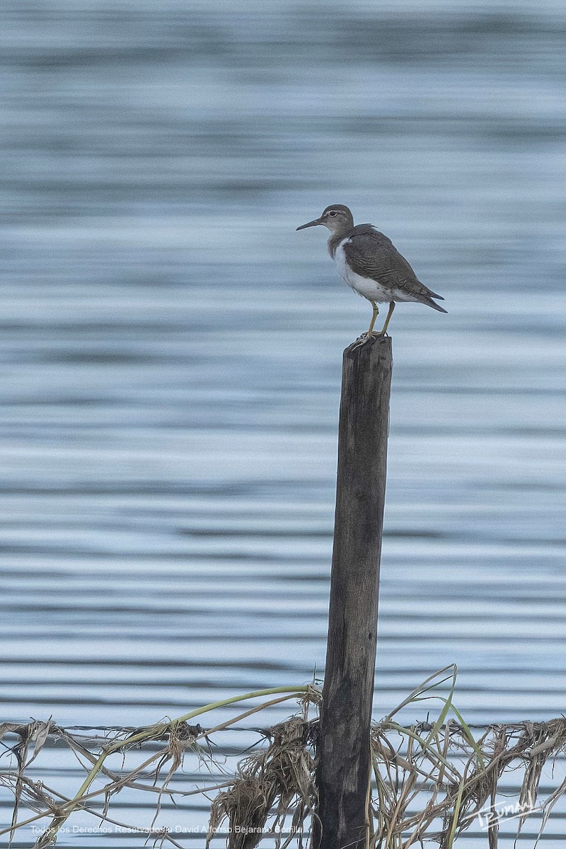Spotted Sandpiper - ML641920094