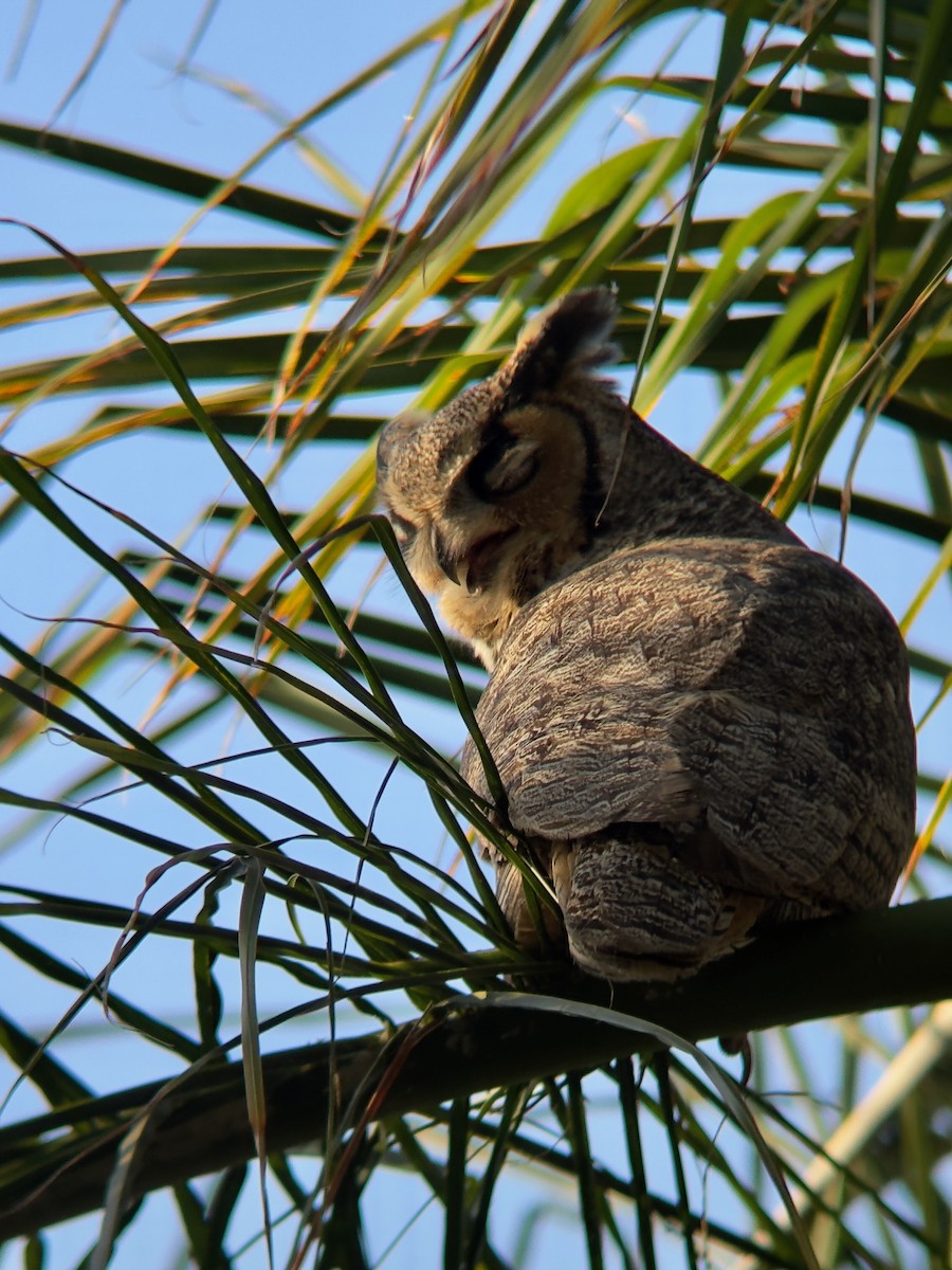 Great Horned Owl - ML641920109