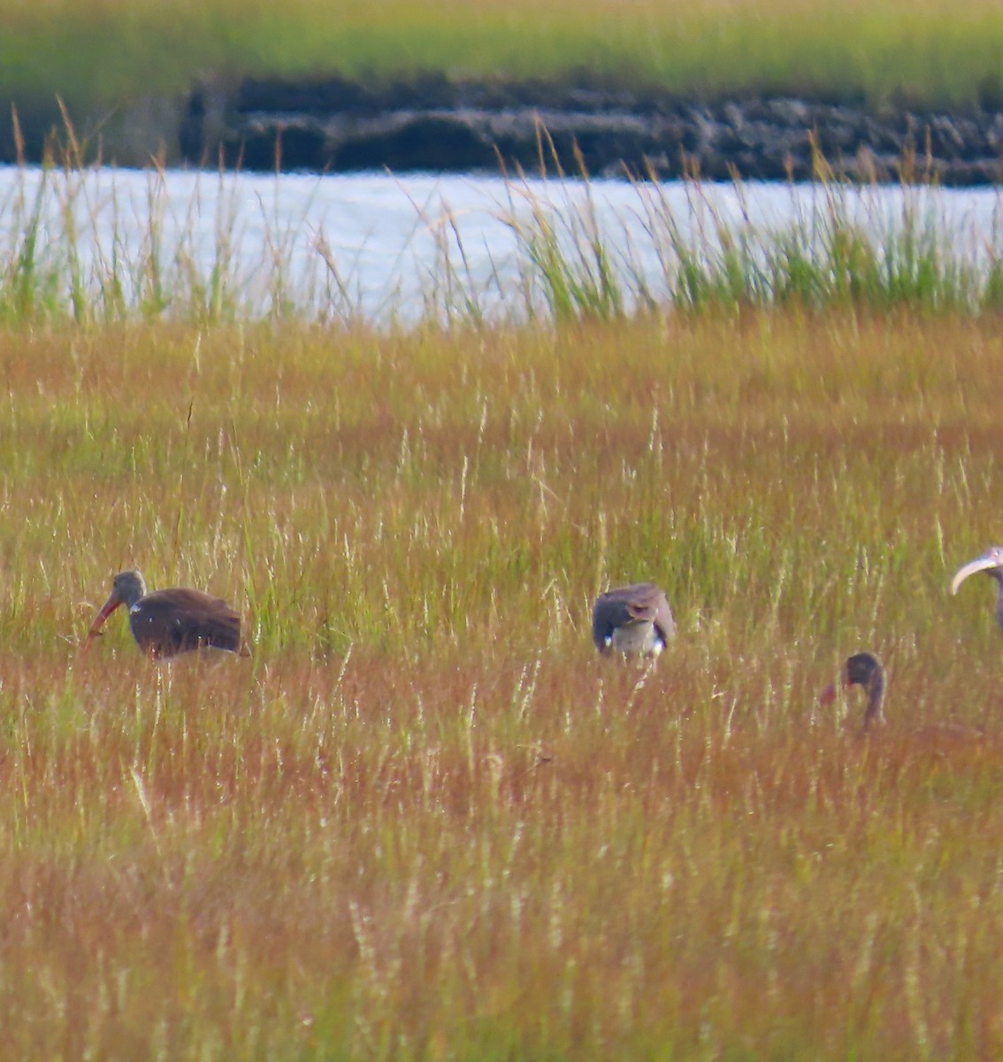 White Ibis - ML641920111