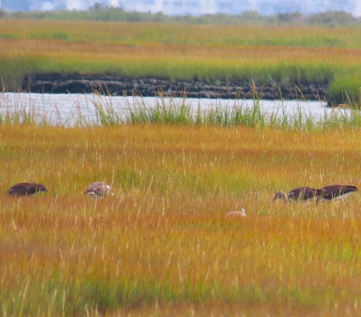 White Ibis - ML641920112