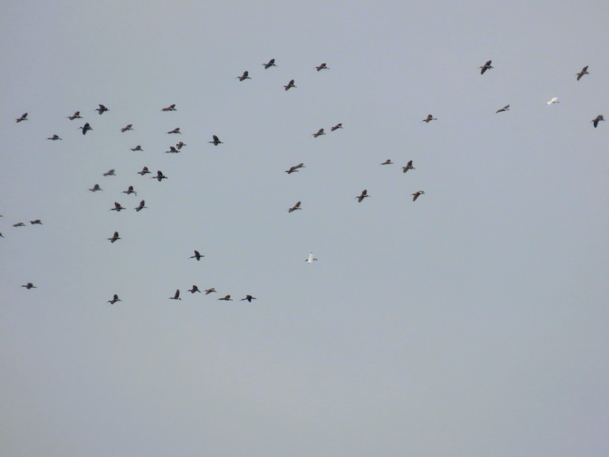 White Ibis - ML641920113
