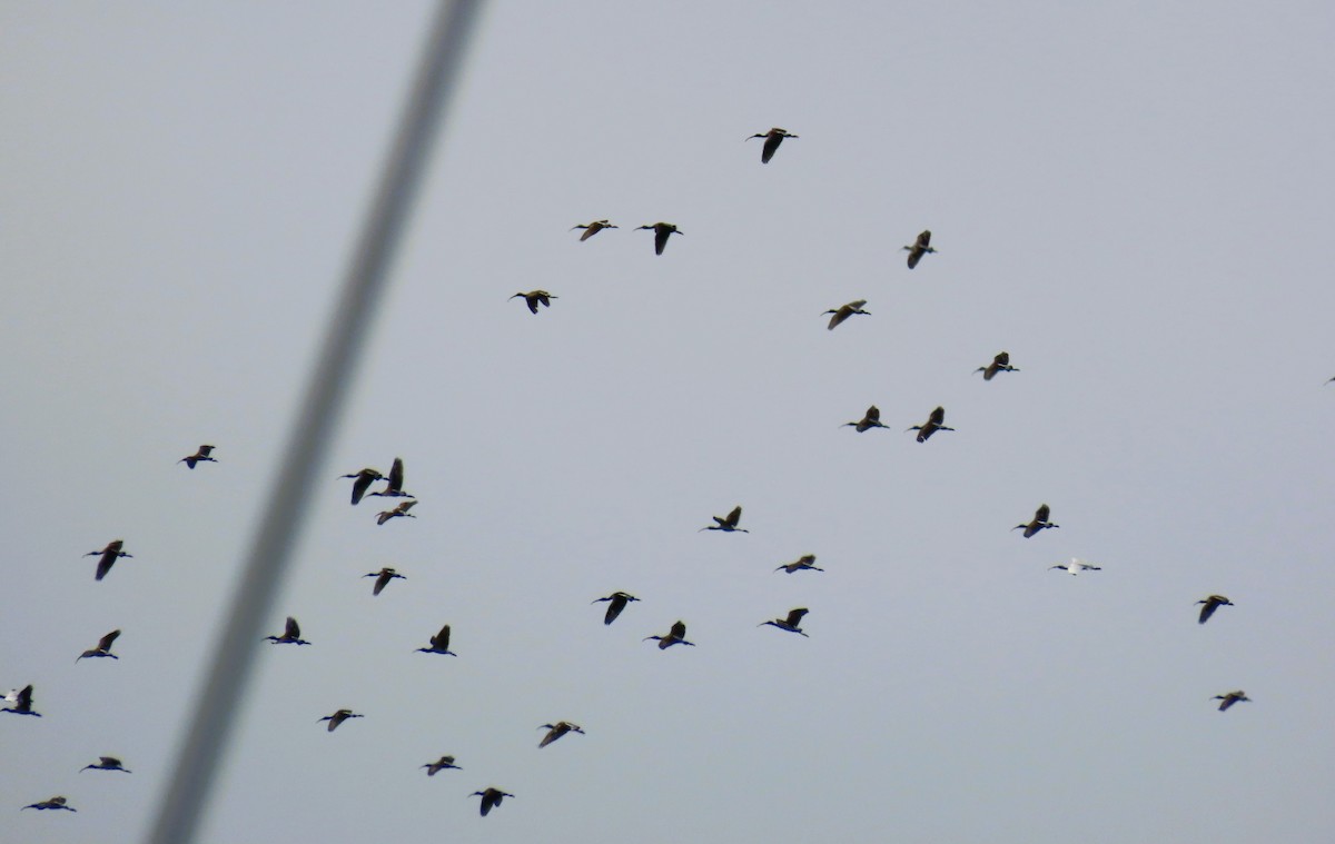 White Ibis - ML641920114