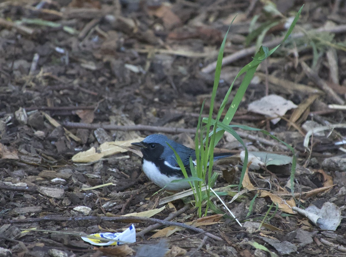 Black-throated Blue Warbler - ML641920116