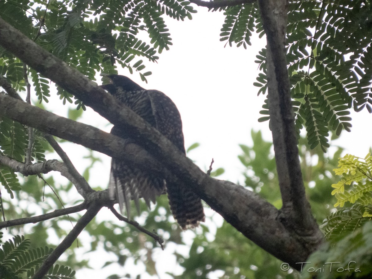 Asian Koel - ML641920122