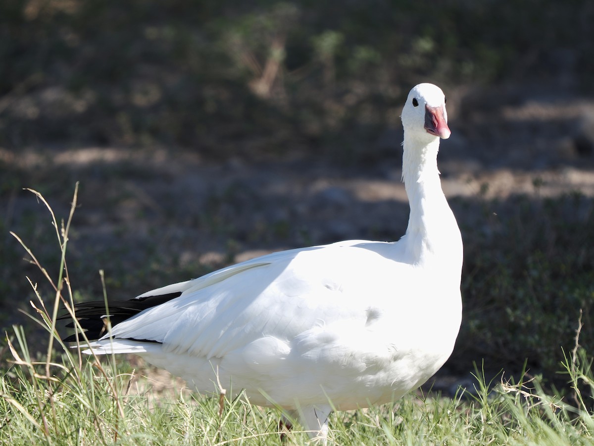 Ross's Goose - ML641920133