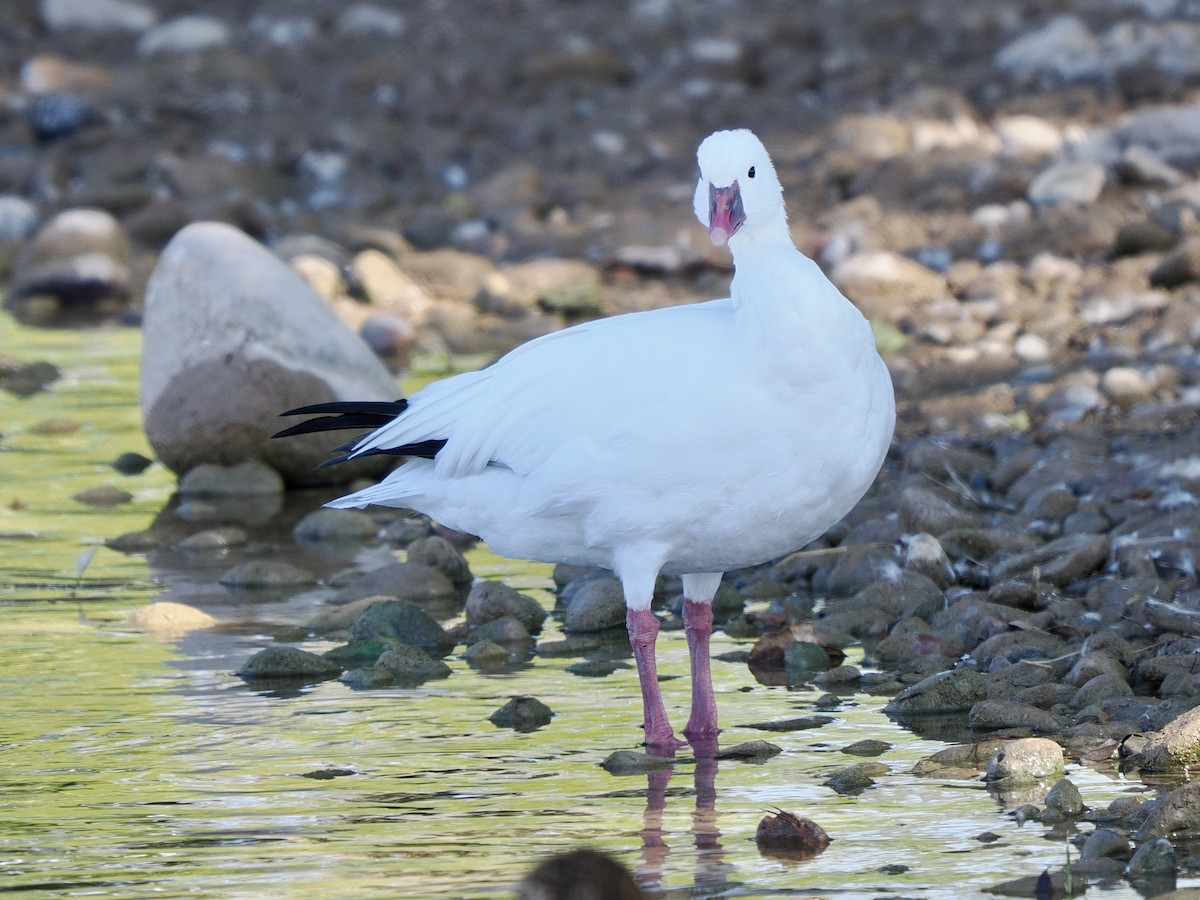 Ross's Goose - ML641920134