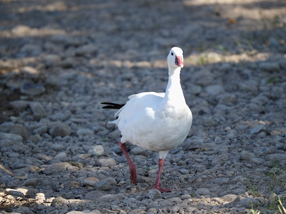 Ross's Goose - ML641920135