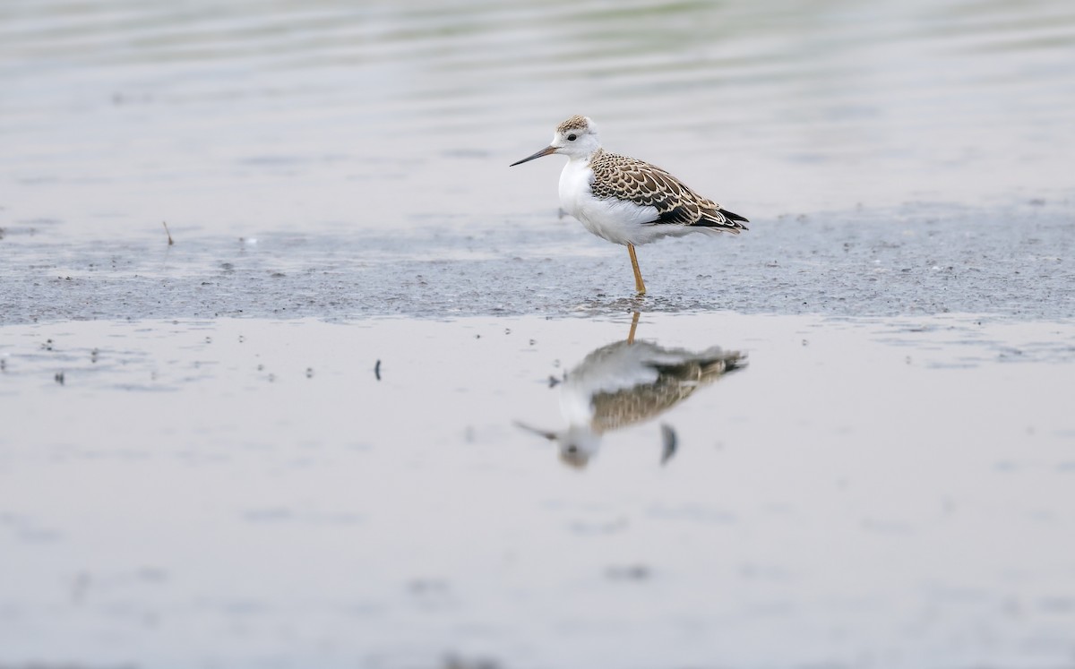 Black-winged Stilt - ML641920136