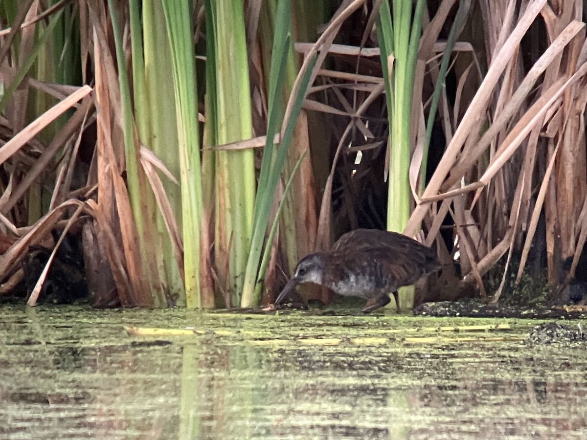 Virginia Rail - ML641920140