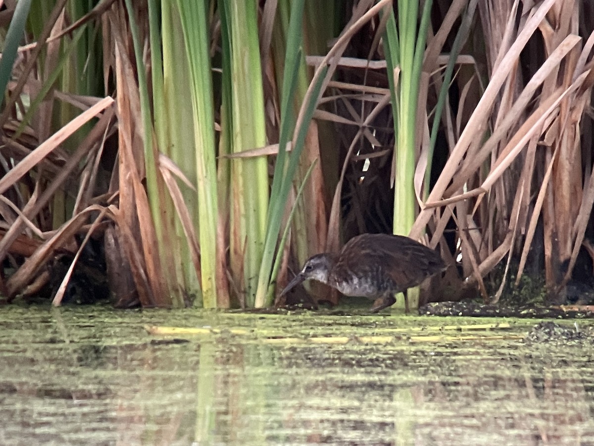 Virginia Rail - ML641920142