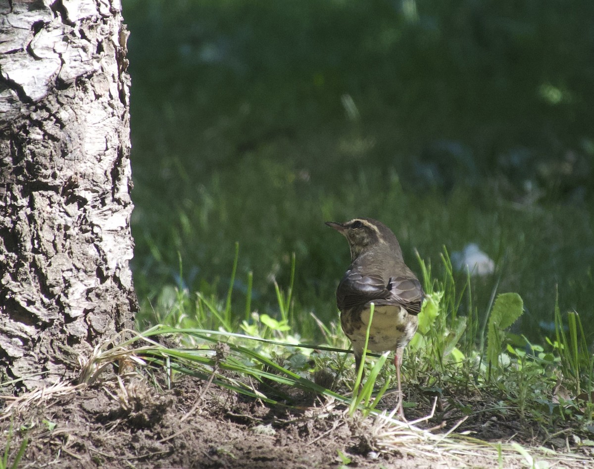 Northern Waterthrush - ML641920144