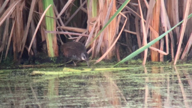 Virginia Rail - ML641920145