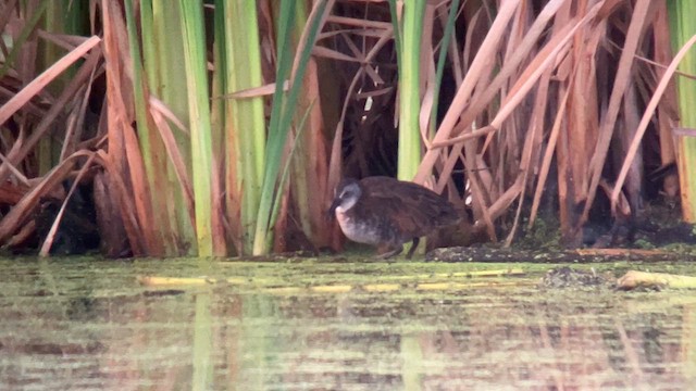 Virginia Rail - ML641920146