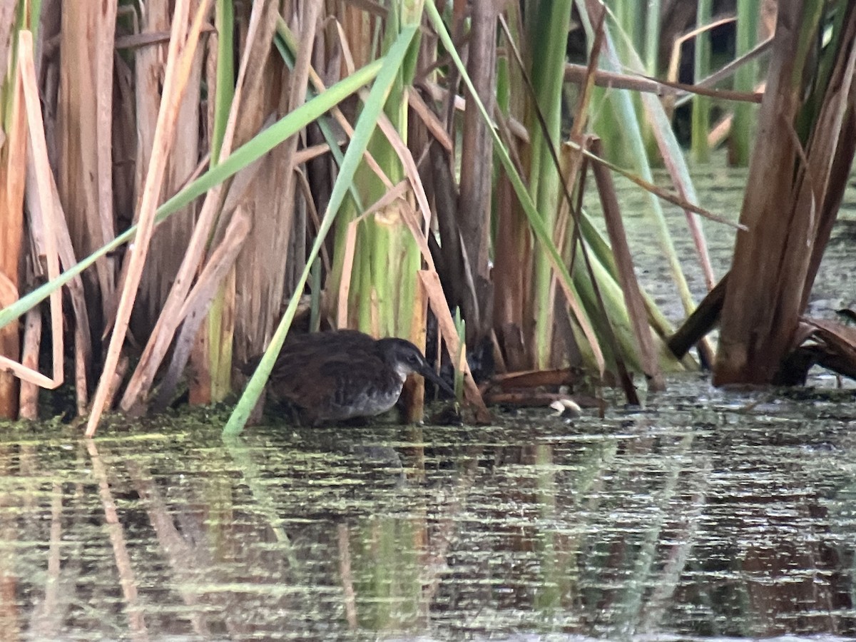 Virginia Rail - ML641920148