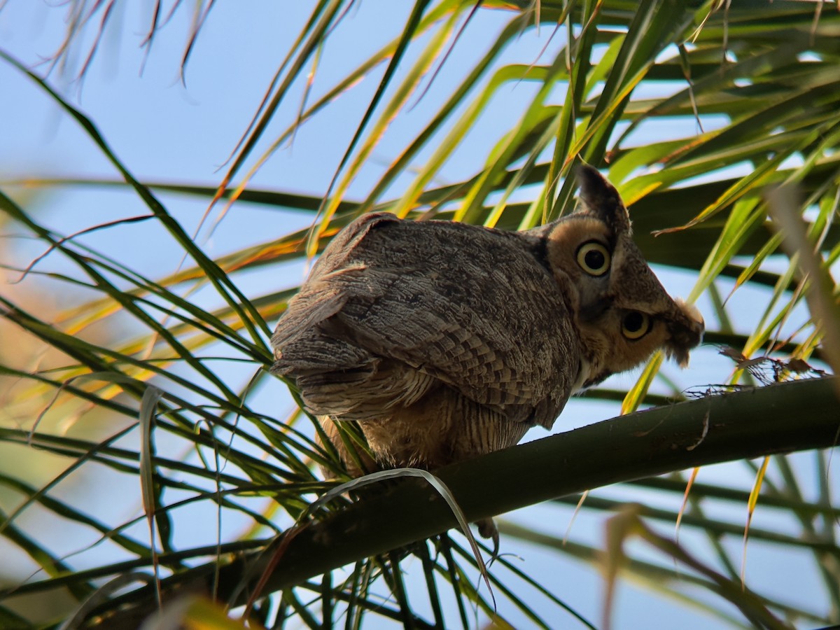 Great Horned Owl - ML641920149