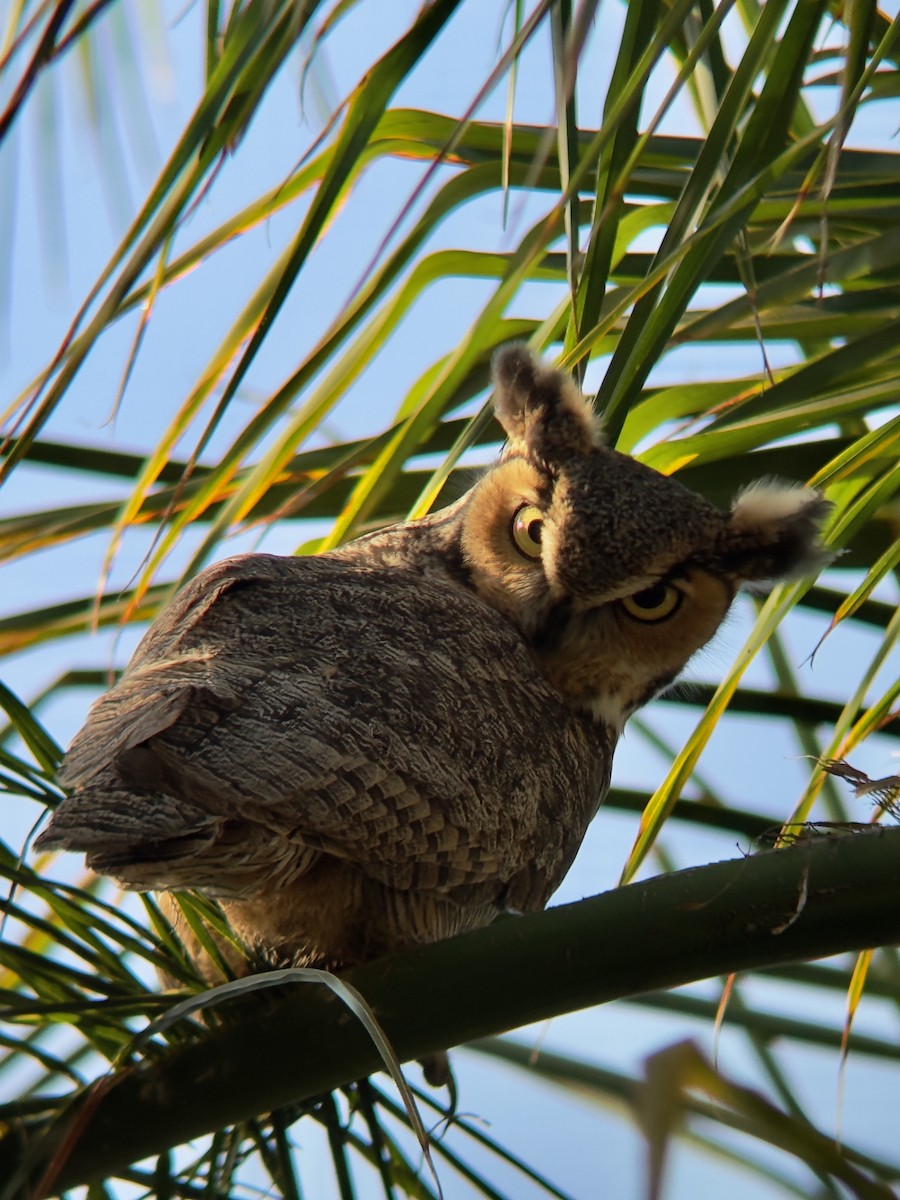 Great Horned Owl - ML641920150