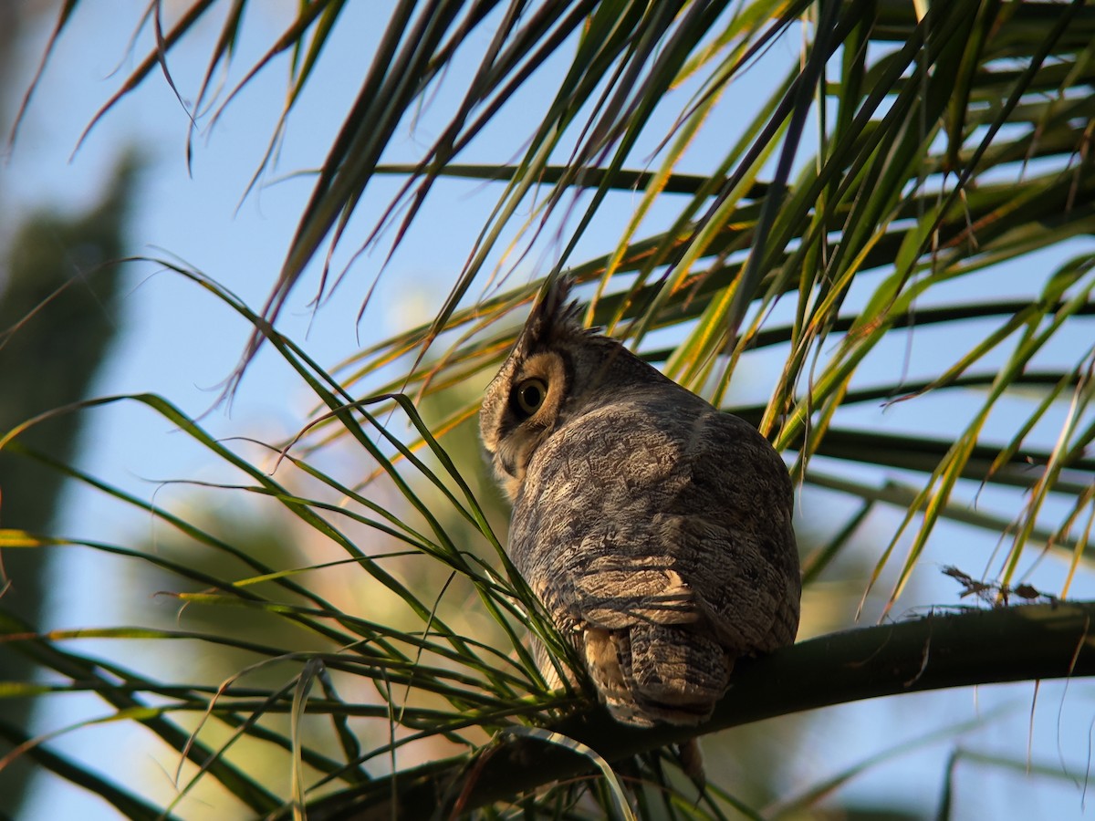 Great Horned Owl - ML641920155