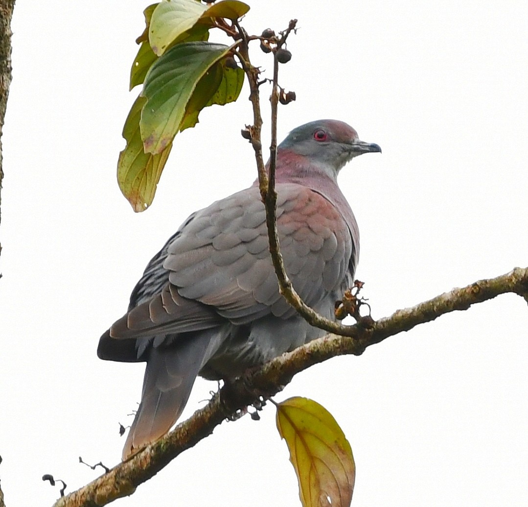 Pale-vented Pigeon - ML641920177