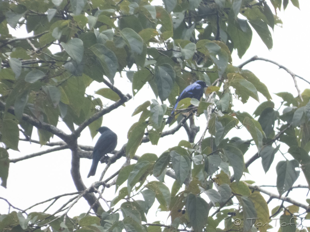 Asian Fairy-bluebird - ML641920178