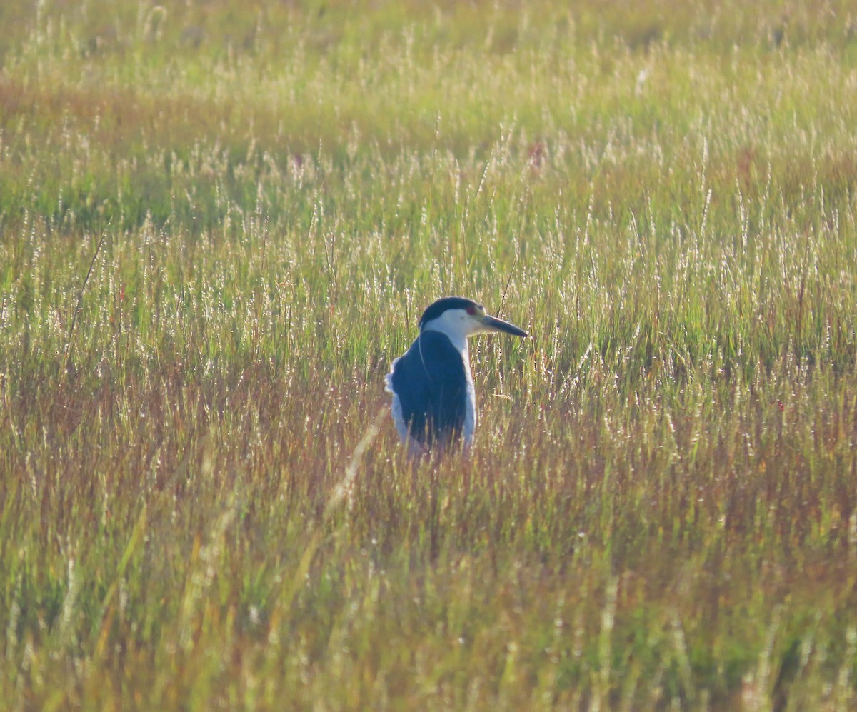 Black-crowned Night Heron - ML641920187