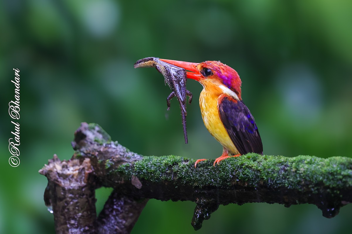 Black-backed Dwarf-Kingfisher - ML641920188