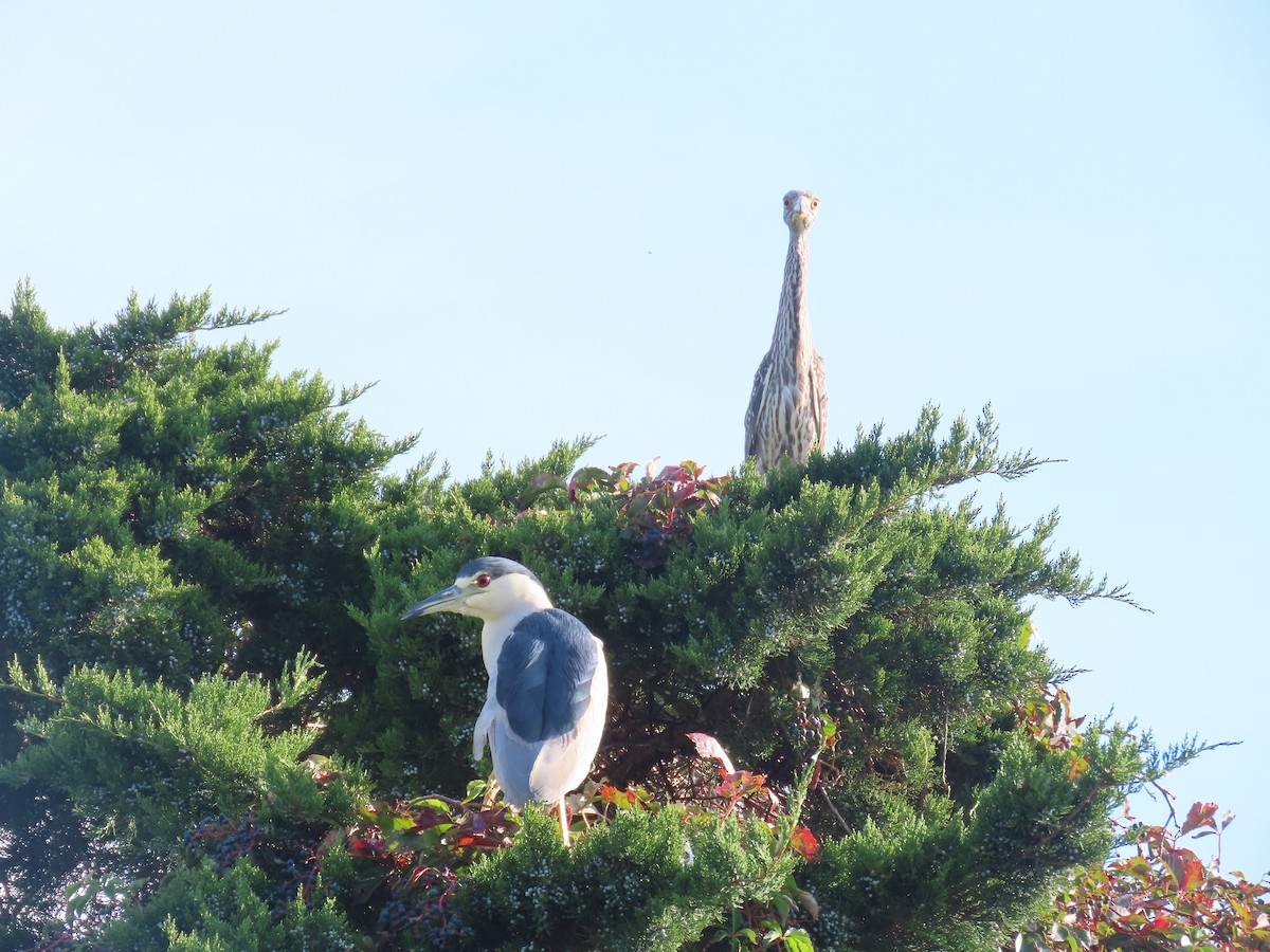 Black-crowned Night Heron - ML641920189