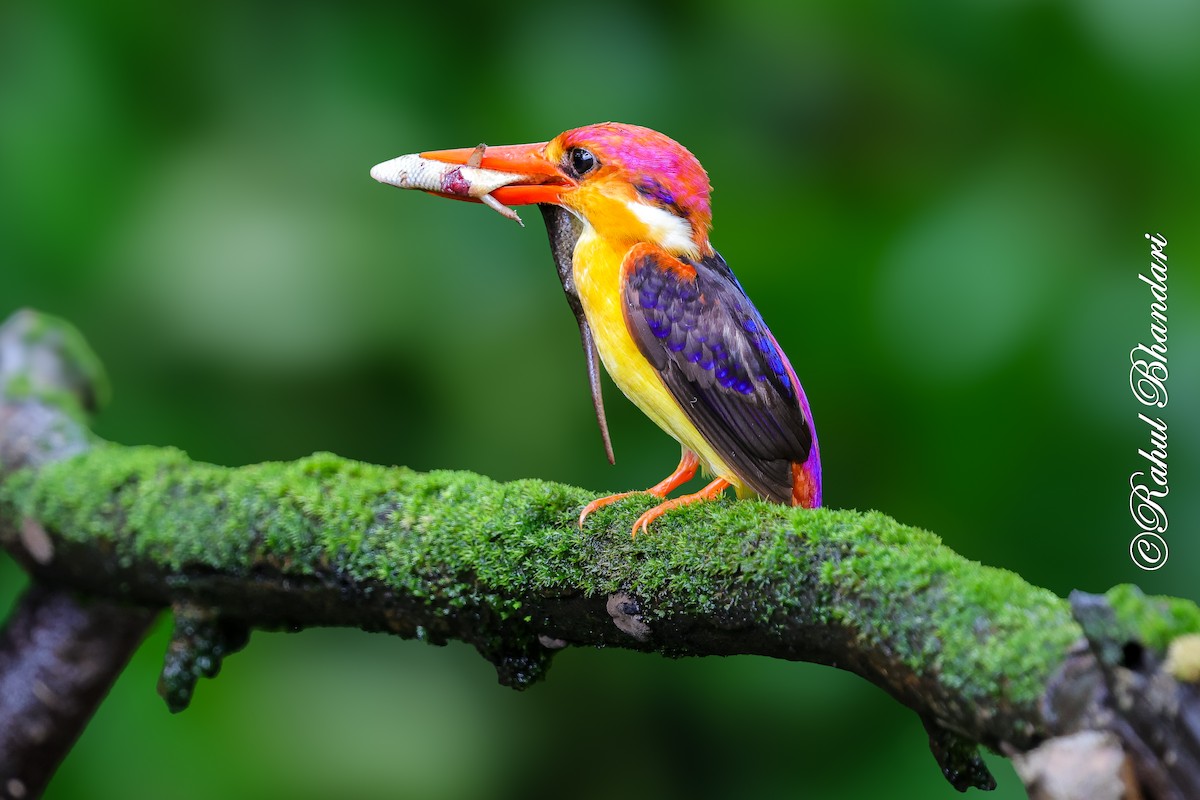 Black-backed Dwarf-Kingfisher - ML641920200