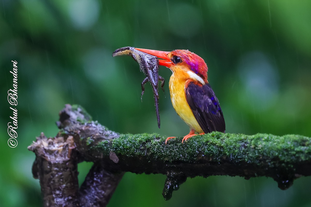 Black-backed Dwarf-Kingfisher - ML641920203