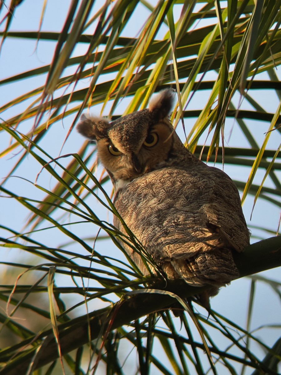 Great Horned Owl - ML641920214