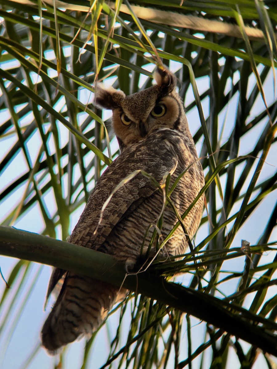 Great Horned Owl - ML641920215