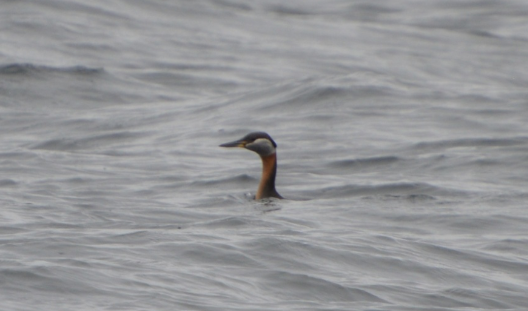 Red-necked Grebe - ML641920217