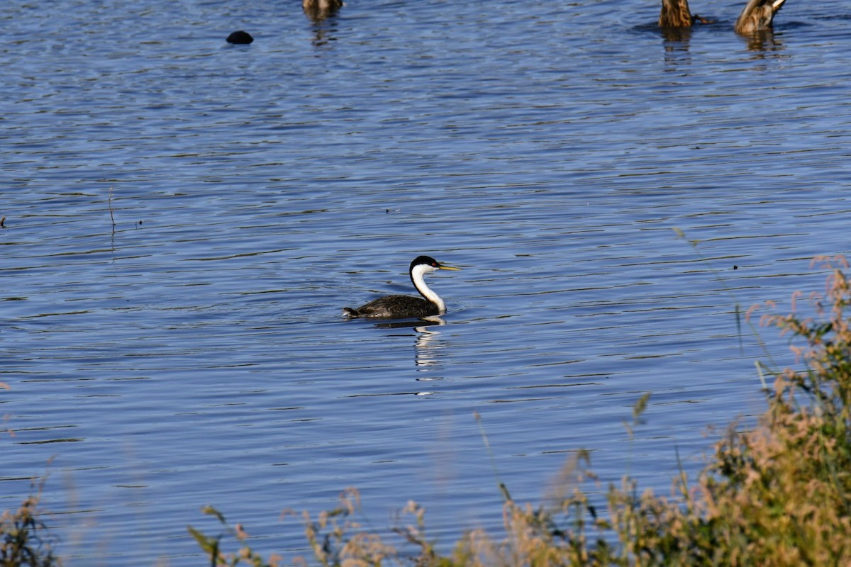 Western Grebe - ML641920220