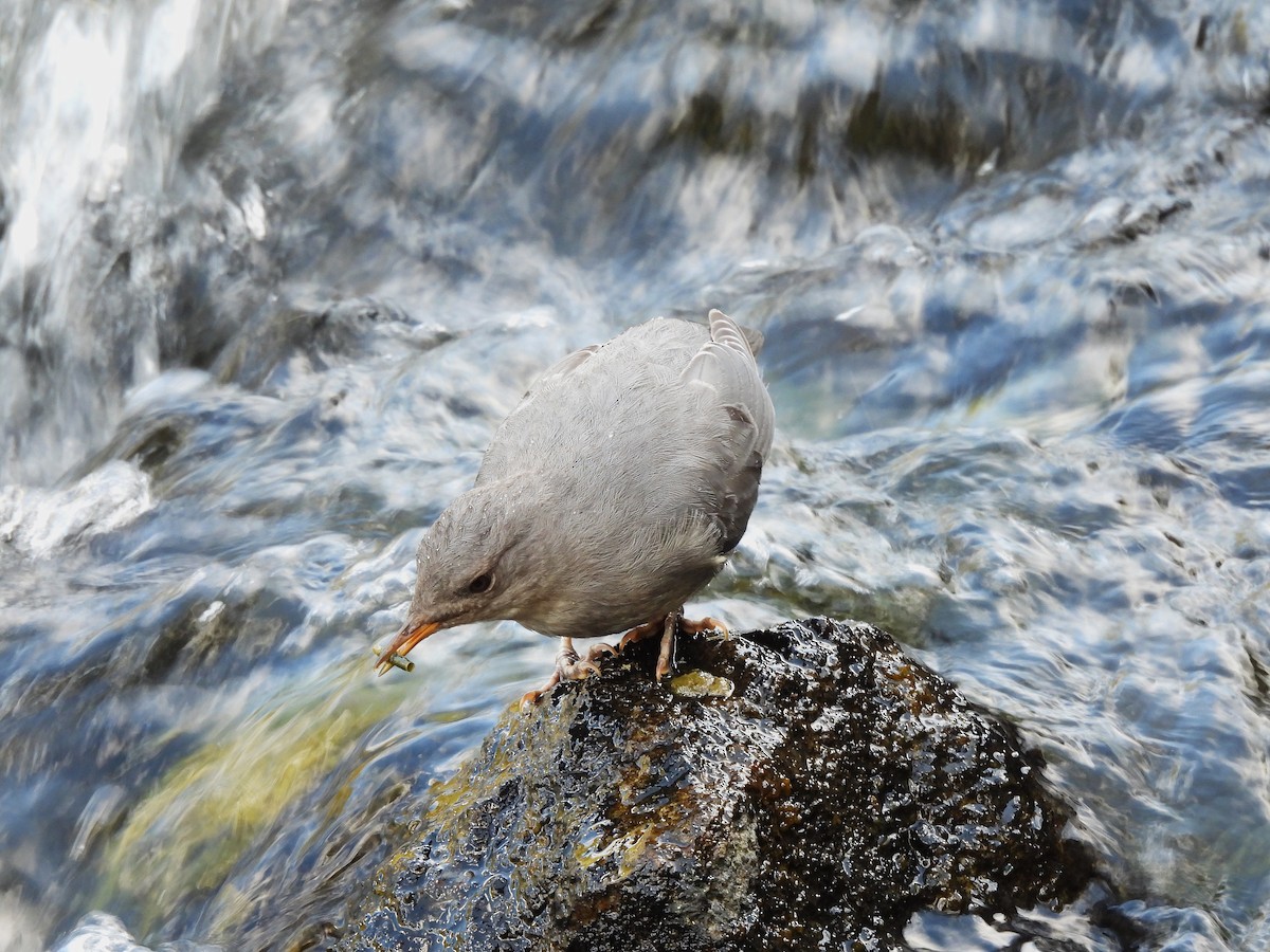 American Dipper - ML641920221