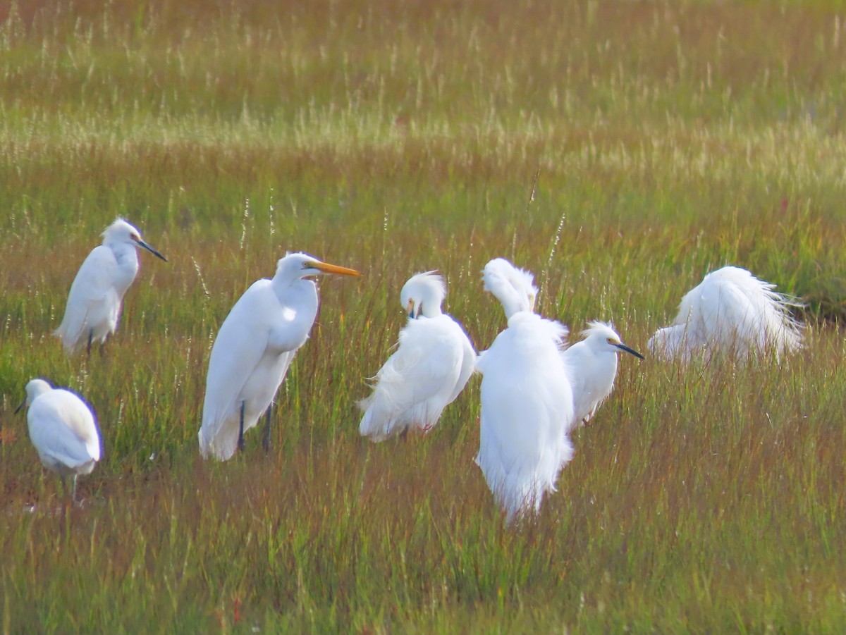 Great Egret - ML641920222
