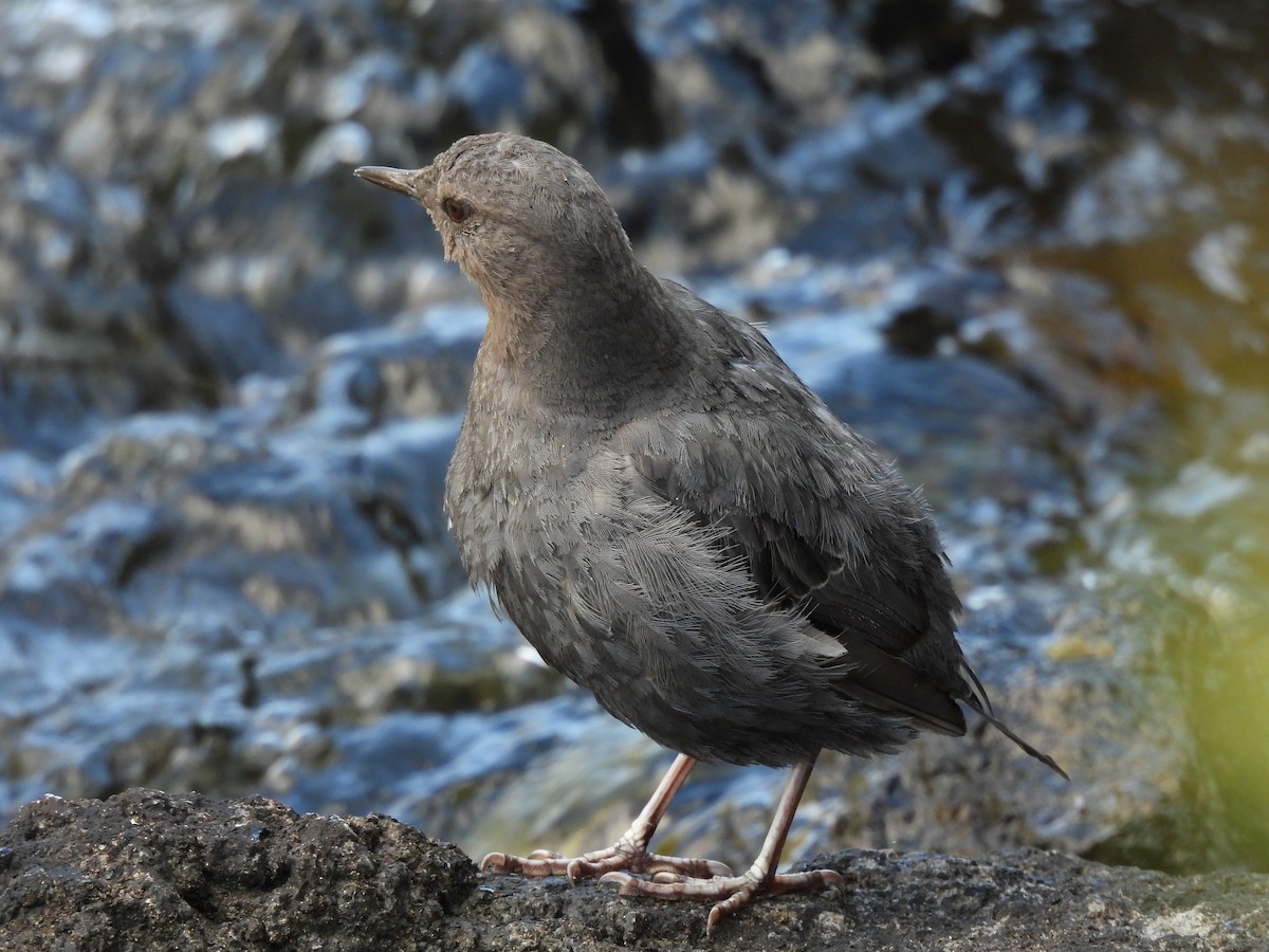 American Dipper - ML641920225