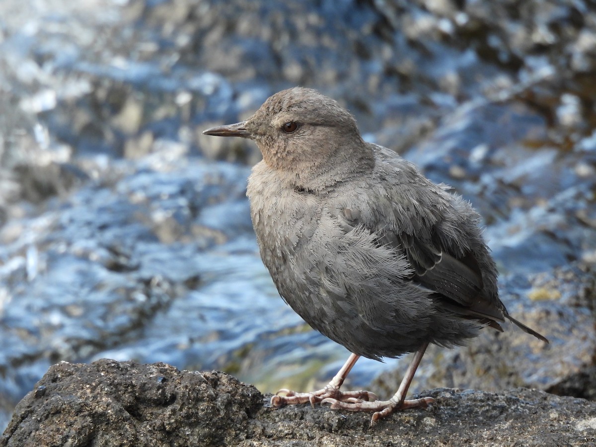American Dipper - ML641920226