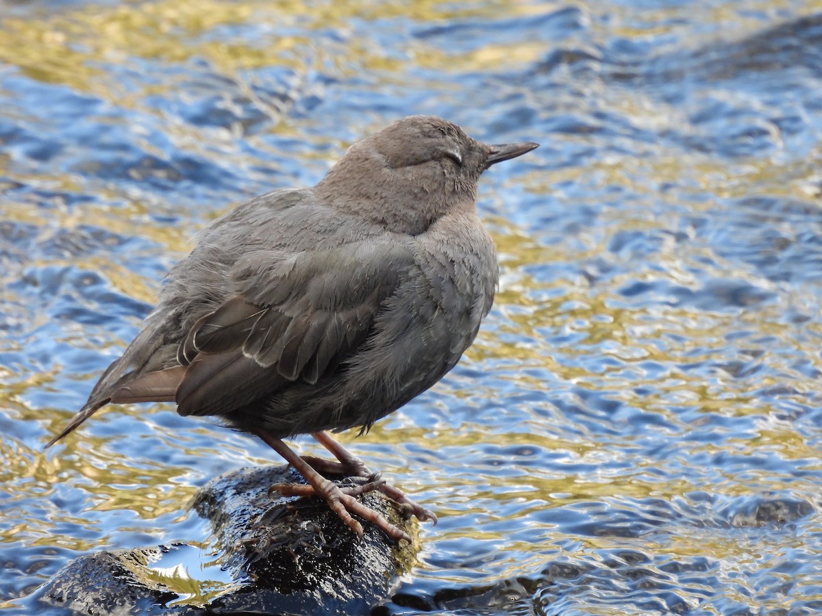 American Dipper - ML641920227