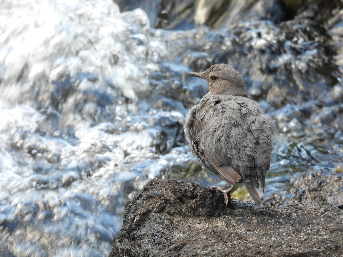 American Dipper - ML641920228