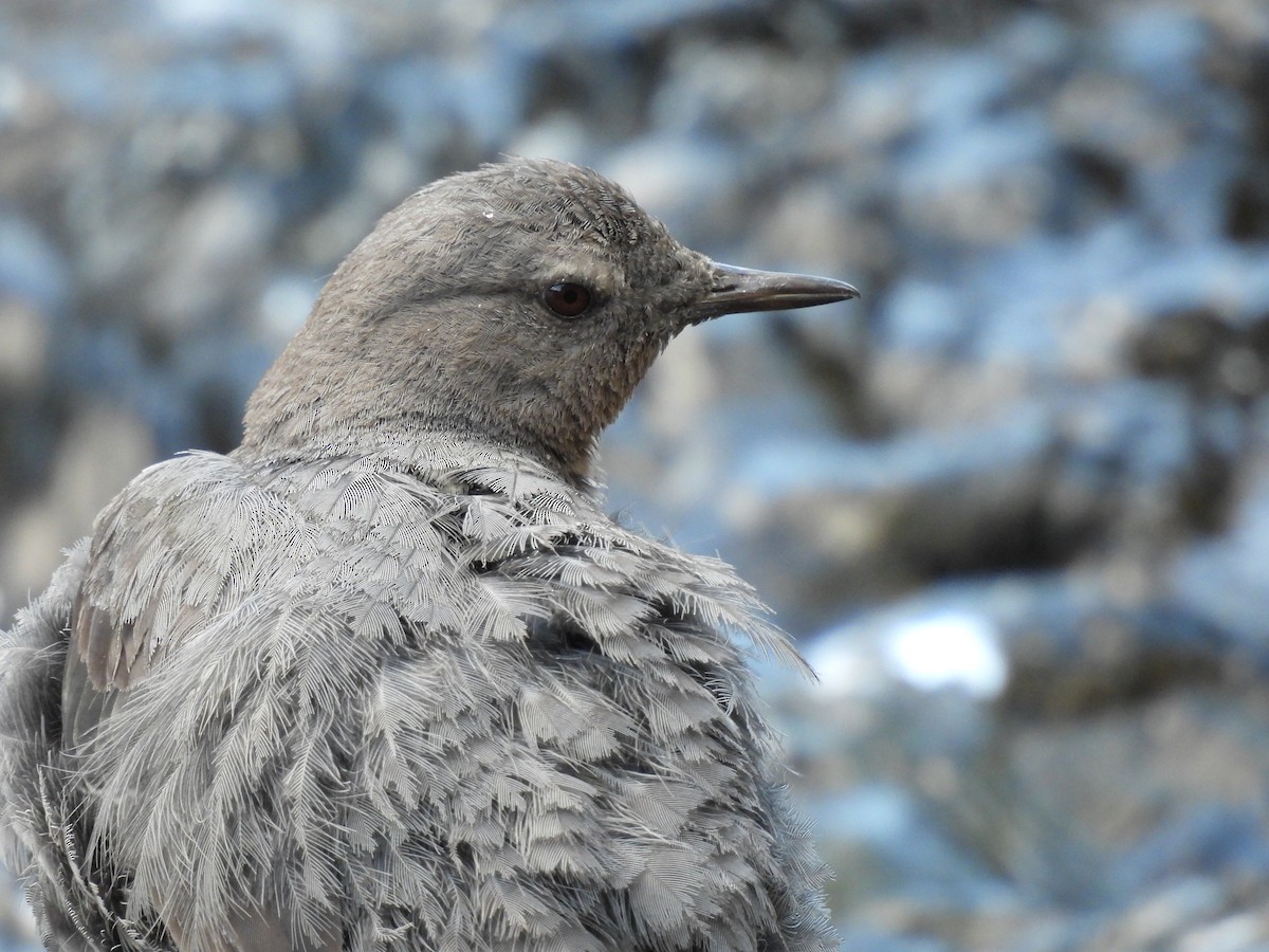 American Dipper - ML641920229
