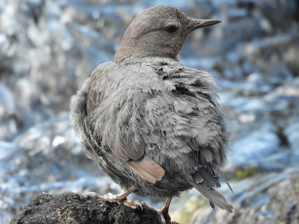 American Dipper - ML641920230