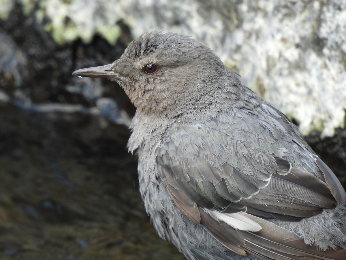 American Dipper - ML641920231