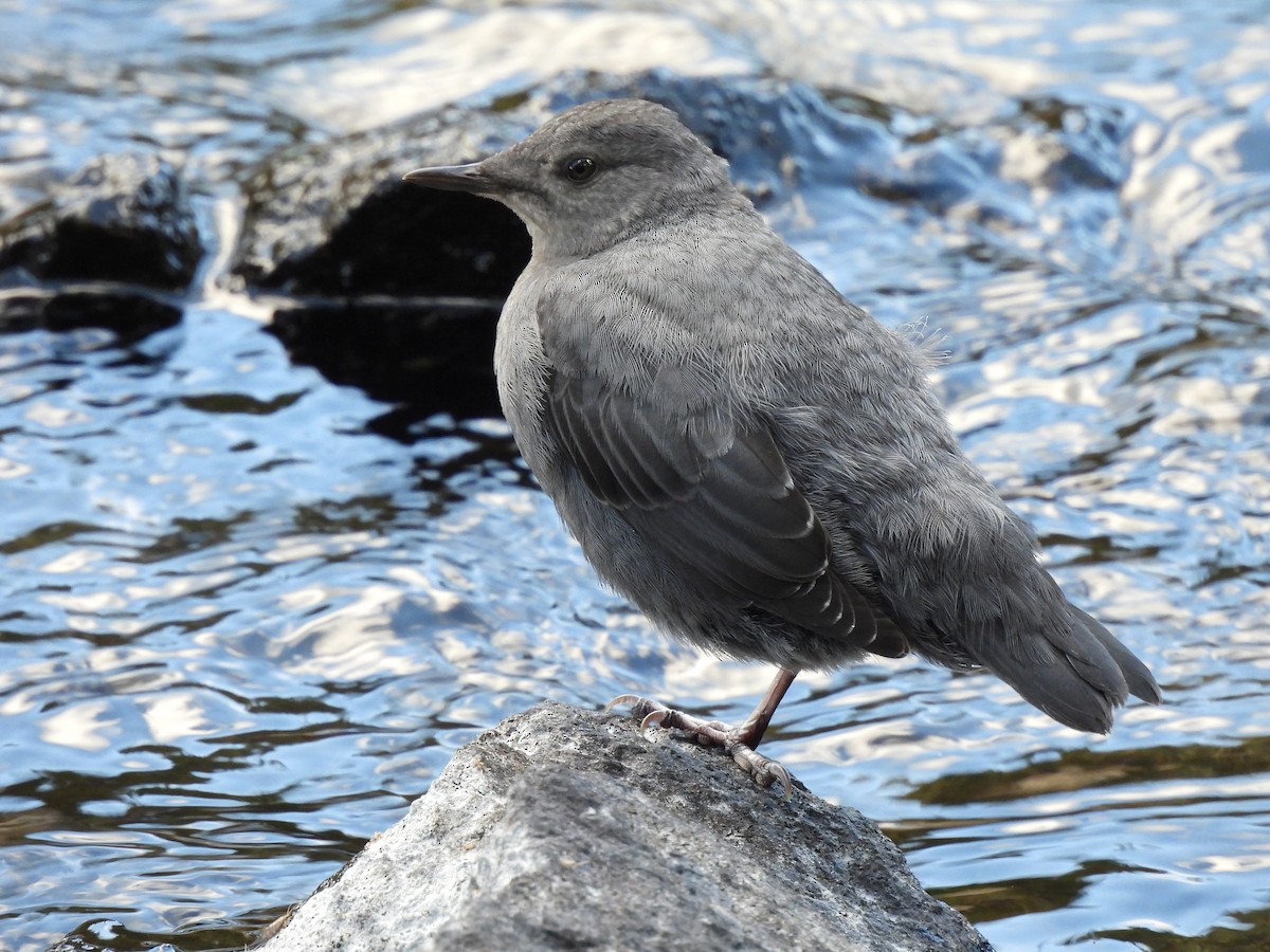 American Dipper - ML641920232