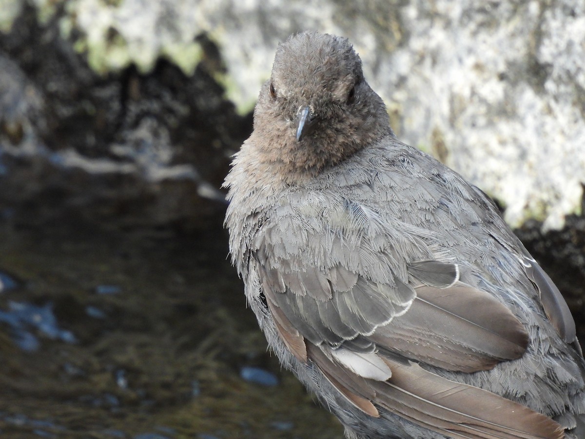 American Dipper - ML641920233